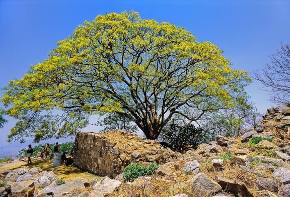 L'arbre de Monte Alban