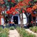 Lecture sous les flamboyants - Oaxaca