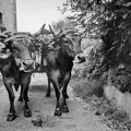 Les bœufs - Pays Basque